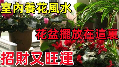 白蟬花風水|白蟬花風水：提升家居運勢的秘訣【白蟬花風水】 – 香港奇門遁甲。